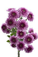 BUTTON POM DELIROCK PINK