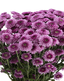 BUTTON POM DELIROCK PINK