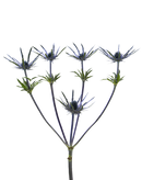 ERYNGIUM