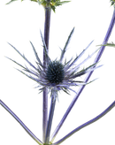 ERYNGIUM