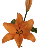 ASIATIC LILY HONESTY