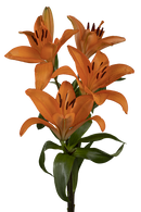 ASIATIC LILY HONESTY