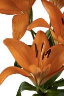 ASIATIC LILY HONESTY