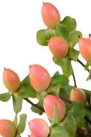 MAGICAL ROYAL PRINCESS