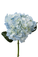 HYDRANGEA BLUE
