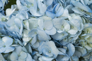 HYDRANGEA BLUE