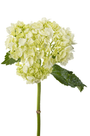 HYDRANGEA MINI GREEN