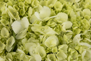 HYDRANGEA MINI GREEN