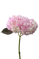 HYDRANGEA TINTED PINK