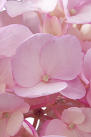HYDRANGEA TINTED PINK