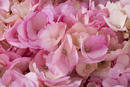 HYDRANGEA TINTED PINK