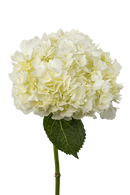 HYDRANGEA WHITE