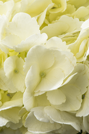 HYDRANGEA WHITE