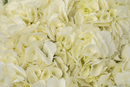 HYDRANGEA WHITE