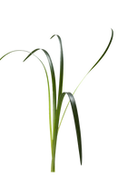 LILY GRASS