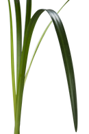LILY GRASS