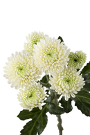 BUTTON POM MARK TWAIN