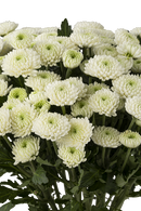 BUTTON POM MARK TWAIN