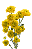 BUTTON POM PAINTBALL SUNNY