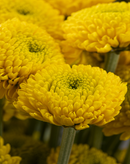 BUTTON POM PAINTBALL SUNNY