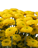 BUTTON POM PAINTBALL SUNNY