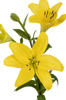 ASIATIC LILY PAVIA