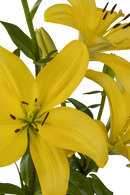 ASIATIC LILY PAVIA