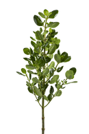 PITTOSPORUM / BRILLANTINA