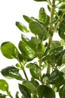 PITTOSPORUM / BRILLANTINA