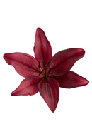 ASIATIC LILY RED ROCK