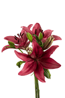 ASIATIC LILY RED ROCK