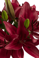 ASIATIC LILY RED ROCK