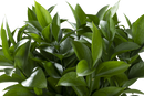 RUSCUS