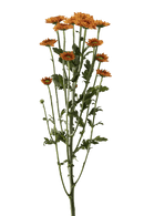 MICRO DAISY PANCRAS DARK