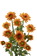 MICRO DAISY PANCRAS DARK