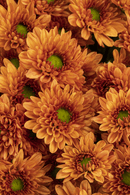 MICRO DAISY PANCRAS DARK