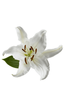 ORIENTAL LILY SIBERIA