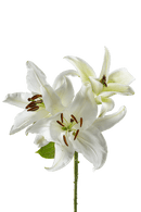 ORIENTAL LILY SIBERIA