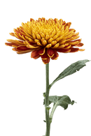 CREMON SOLE MIO BRONZE