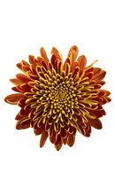 CREMON SOLE MIO BRONZE