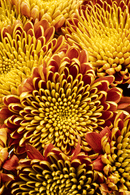 CREMON SOLE MIO BRONZE