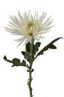 SPIDER MUM ANASTASIA WHITE