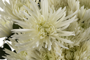 SPIDER MUM ANASTASIA WHITE