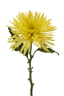 SPIDER MUM ANASTASIA SUNNY