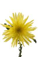 SPIDER MUM ANASTASIA SUNNY