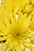 SPIDER MUM ANASTASIA SUNNY