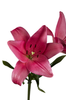 ASIATIC LILY YERSEKE