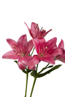 ASIATIC LILY YERSEKE