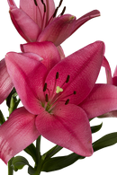 ASIATIC LILY YERSEKE