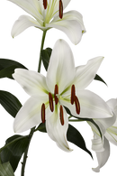 ORIENTAL LILY ZAMBESI